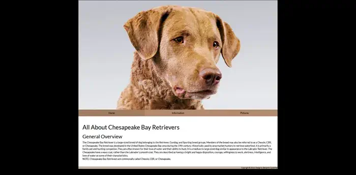 A screenshot of my three page website about Chesapeake Bay Retriever