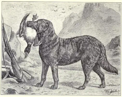 A Chesapeake Bay Retriever circa 1915