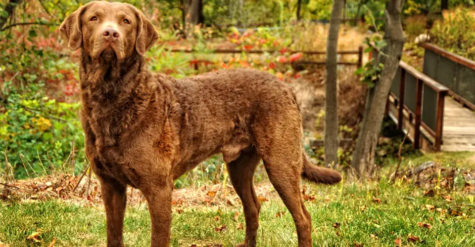 Chesapeake Bay Retriever modeling for the camera