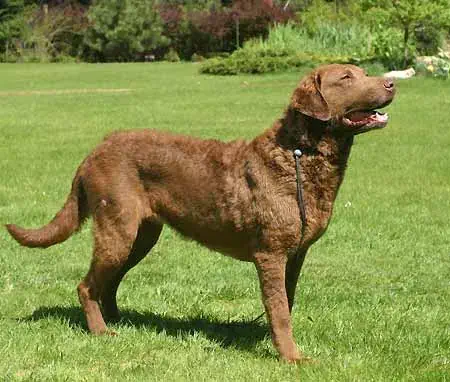 Chesapeake Bay Retriever enjoying the great outdoors