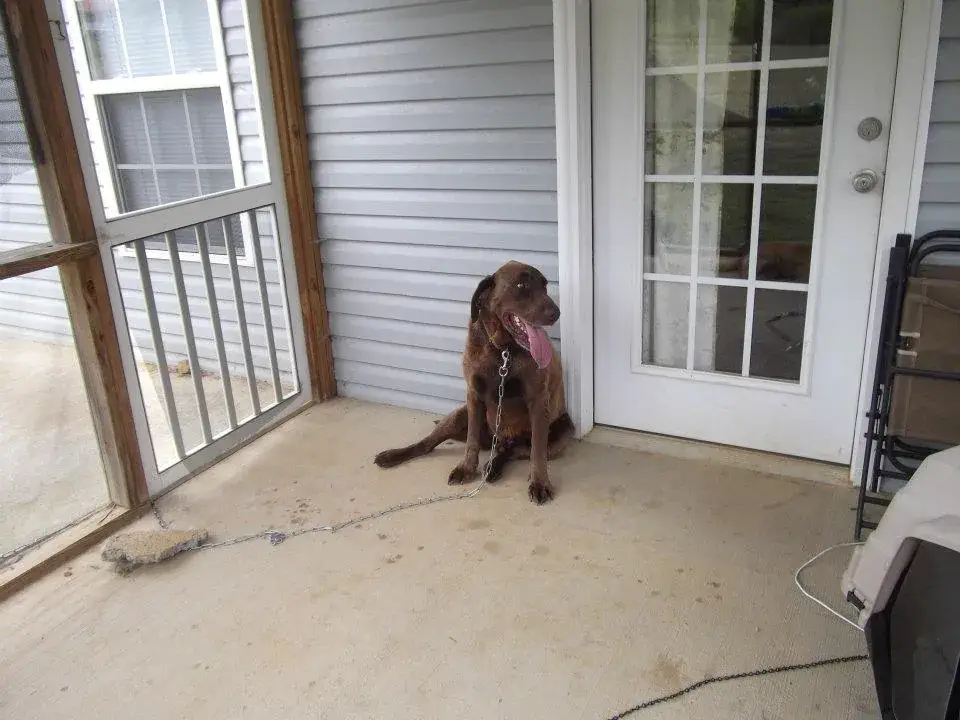 My very own Chessie!