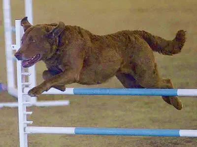 A Chesapeake Bay Retriever competing in agility