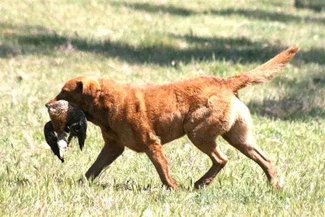A Chesapeake Bay Retriever returning with a Mallard duck