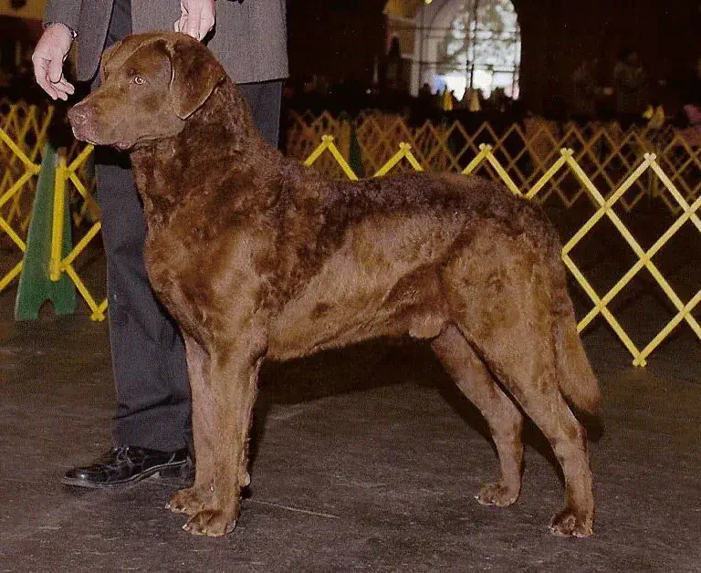 Chesapeake Bay Retriever standing in the show ring