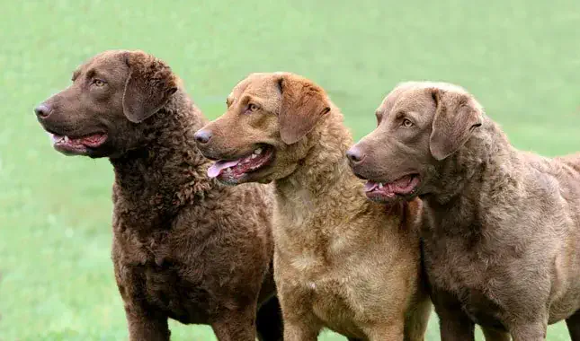 Chesapeake Bay Retrievers come in a variety of colors