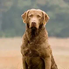 Chesapeake Bay Retriever waiting for birds