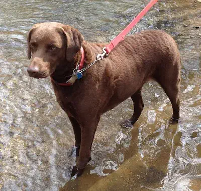 Chesapeake Bay Retriever's happen to love water