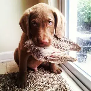 Chesapeake Bay Retriever puppy with a bird