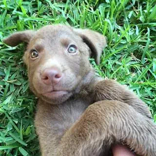 Chesapeake Bay Retriever puppy